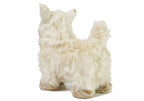 Interaktyvus čihuahua šuo vaikšto ir loja