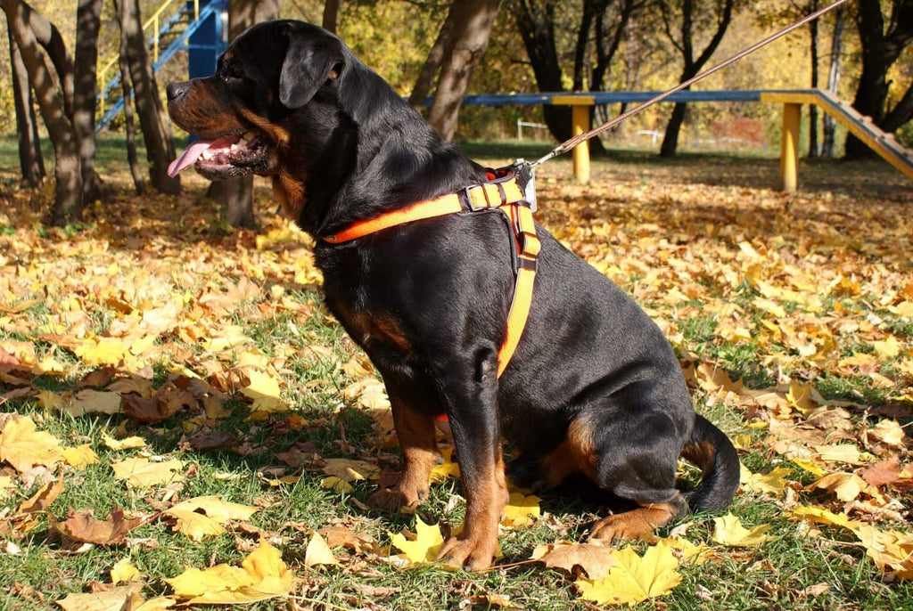 HUNTER Divo šunų petnešos XL (75–85 cm)