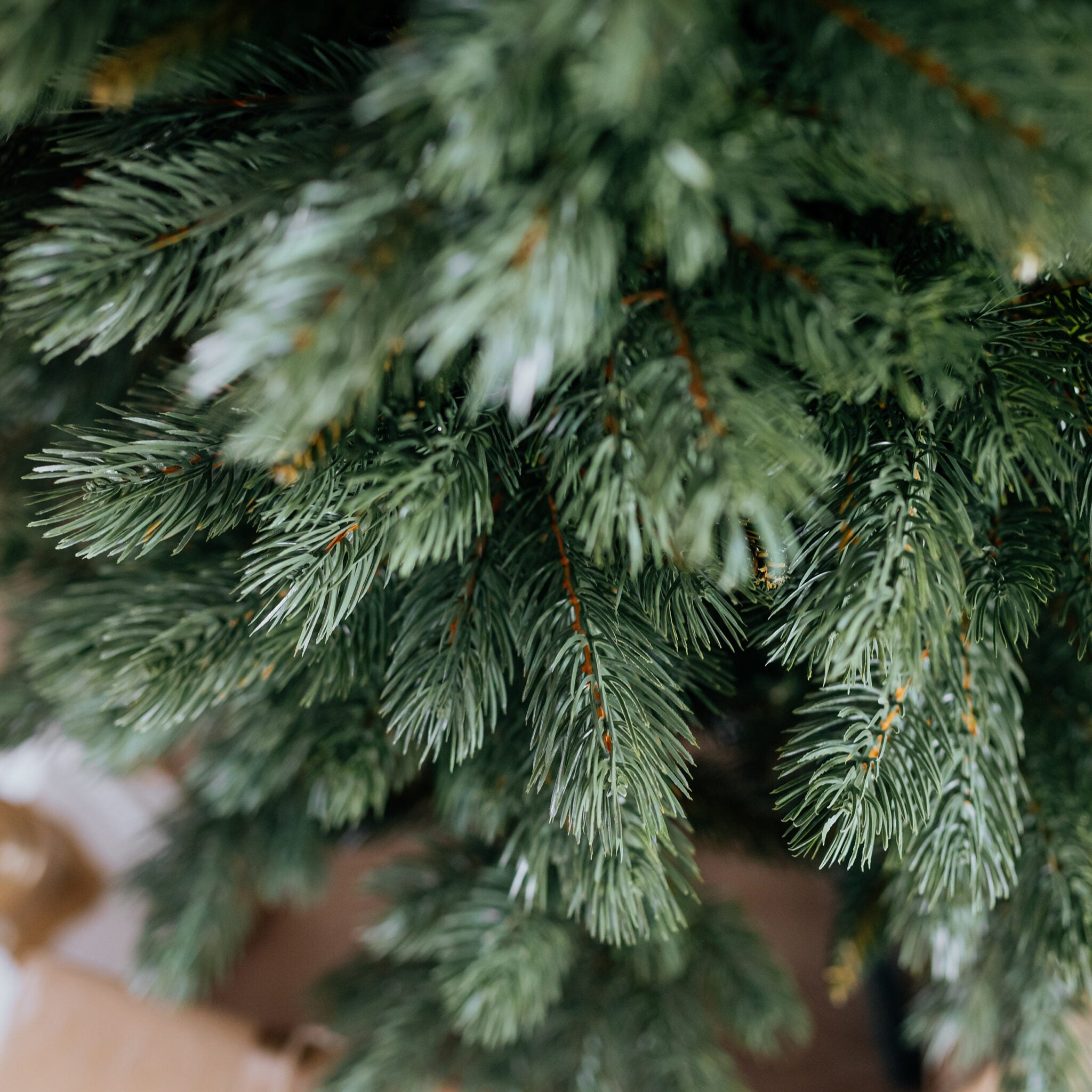 180 cm Kalėdų eglutė Sosna Himalajska Exclusive